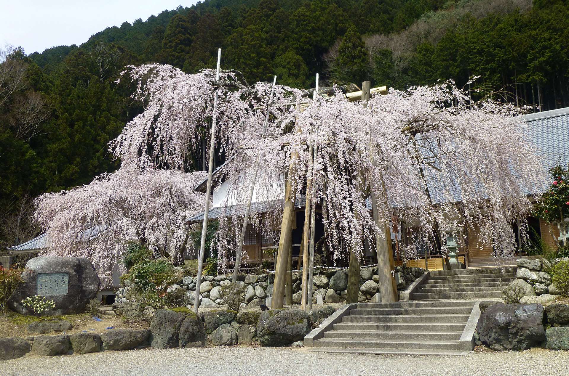 宝蔵寺のしだれ桜 - 東奈良名張へようこそ