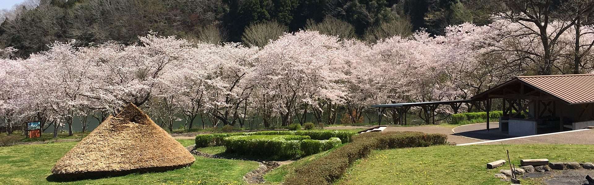 Cherry Blossom Scenic Drive