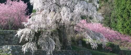 Matabei Cherry Tree