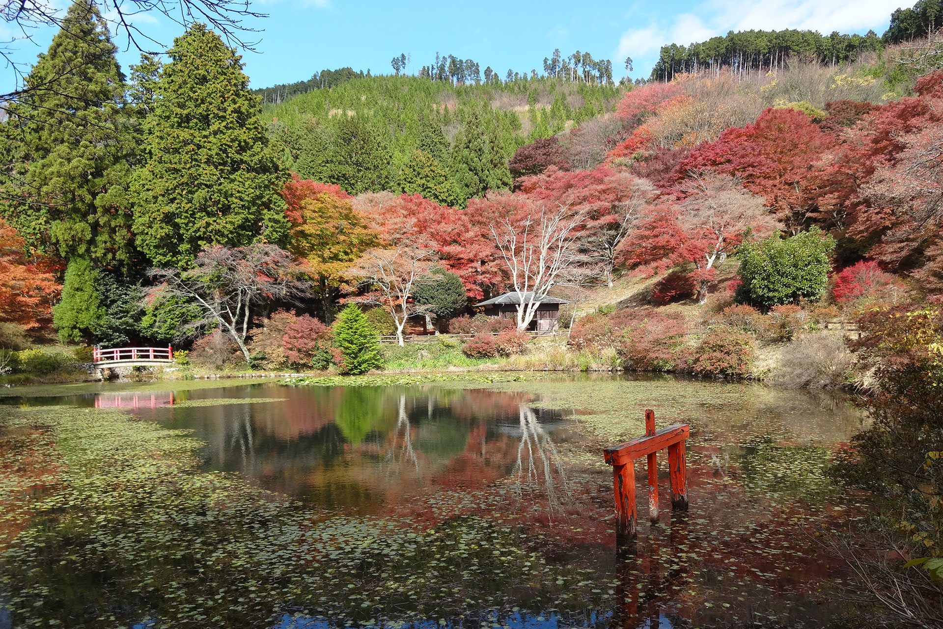 Torimiyama Park in Fall