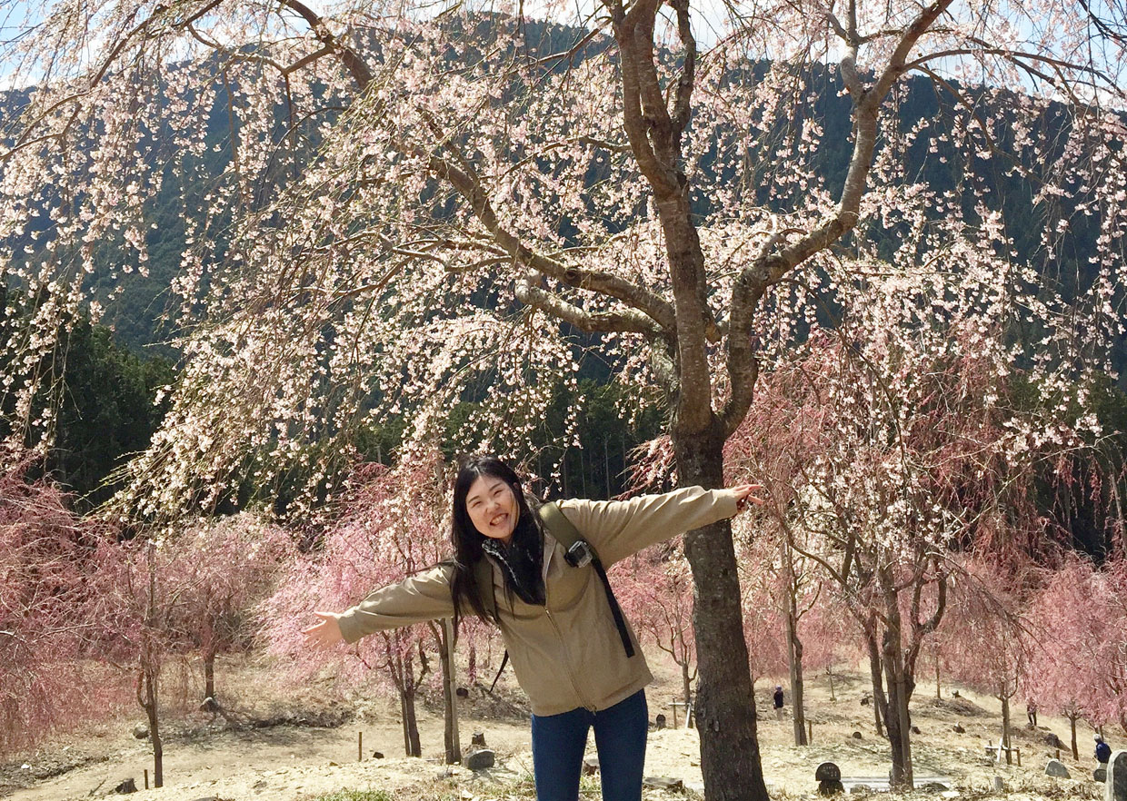 約1000本のしだれ桜が圧巻の 高見の郷 東奈良名張へようこそ