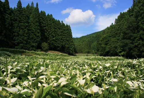 Lizard’s Tail Garden of Okada Valley / 岡田の谷の半夏生園