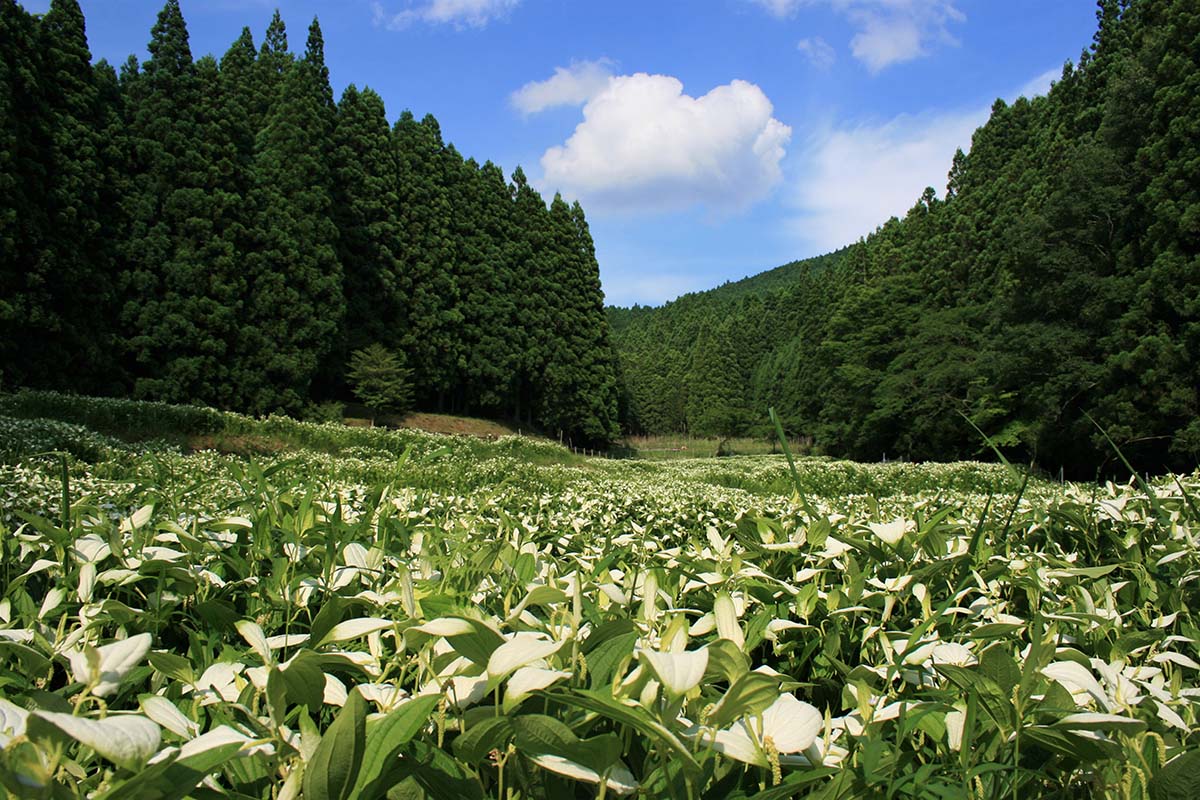 Lizard’s Tail Garden of Okada Valley / 岡田の谷の半夏生園