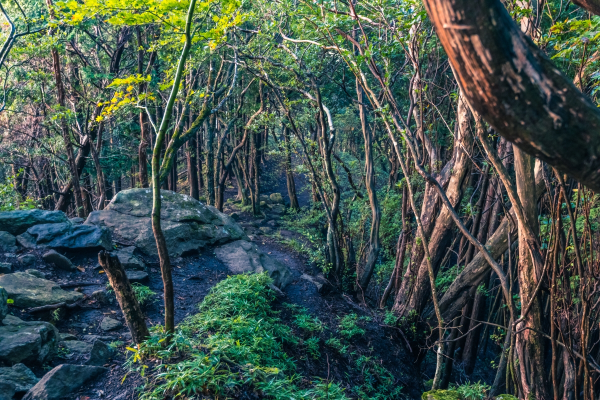 Trail path in Mt. Kuroso