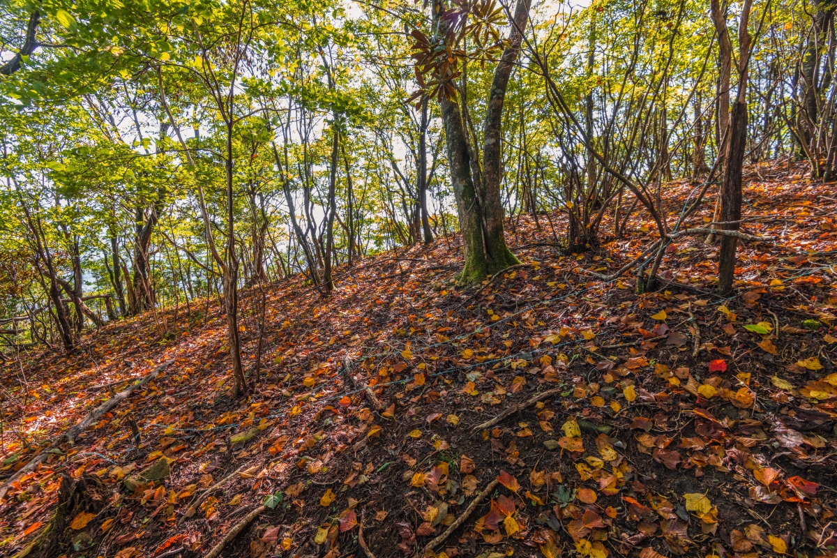 Fallen leaves in Mt. Kuroso