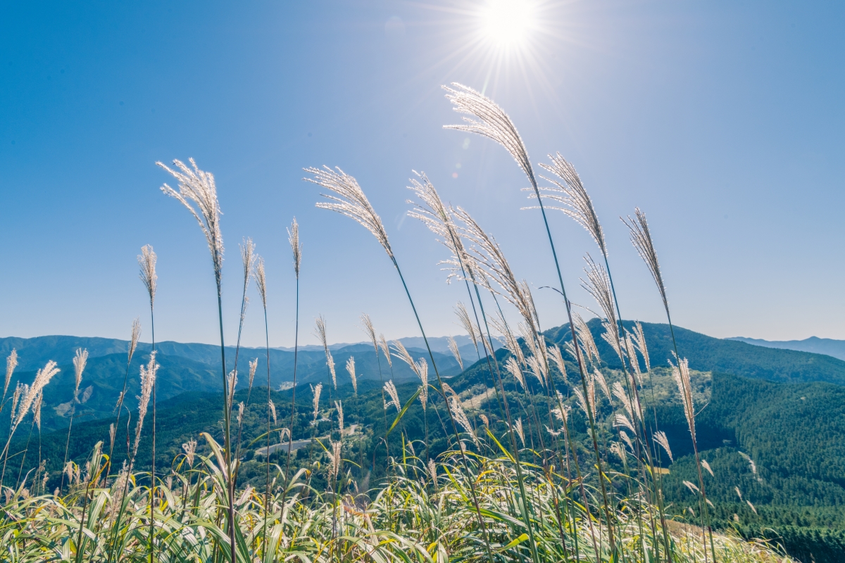 Shining pampas grass