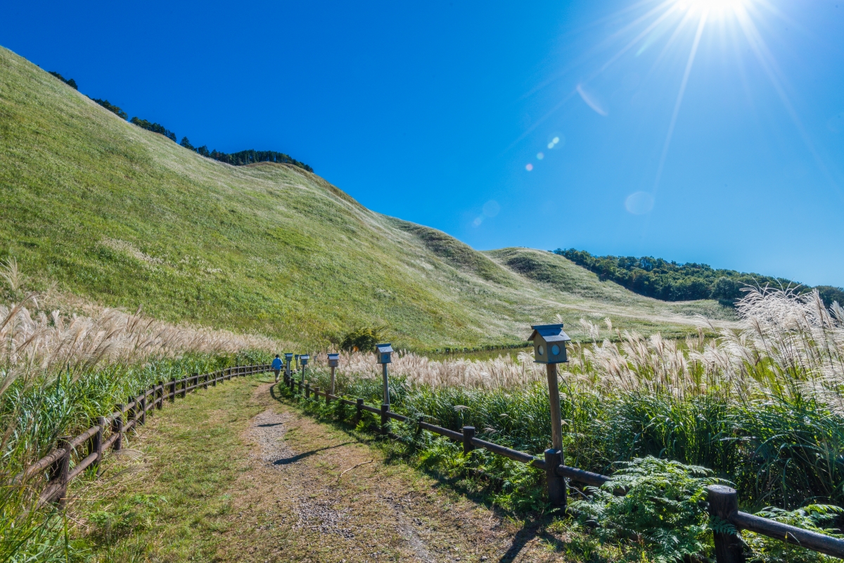 Pampass Grass