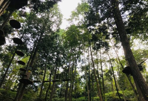 Tree top adventure