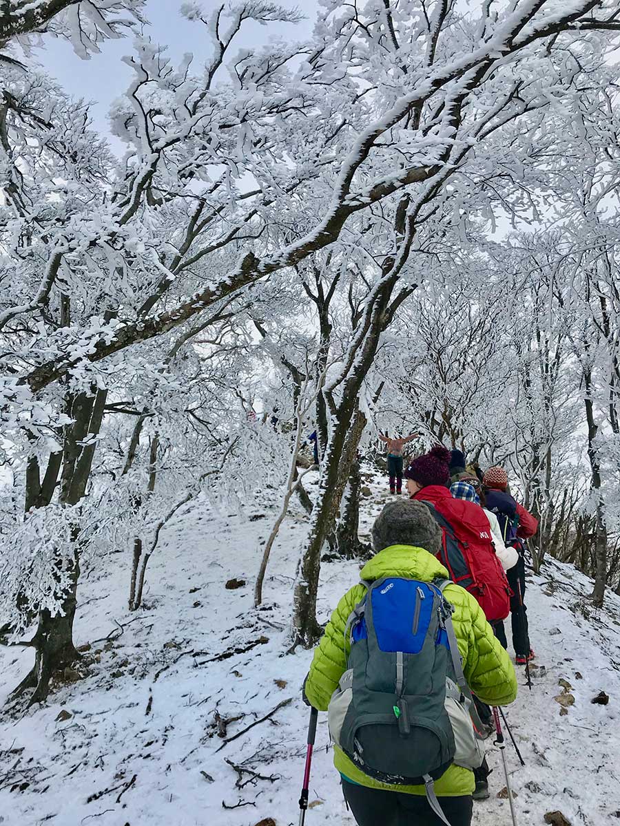 Rime Ice in Mt. Takami / 高見山の霧氷