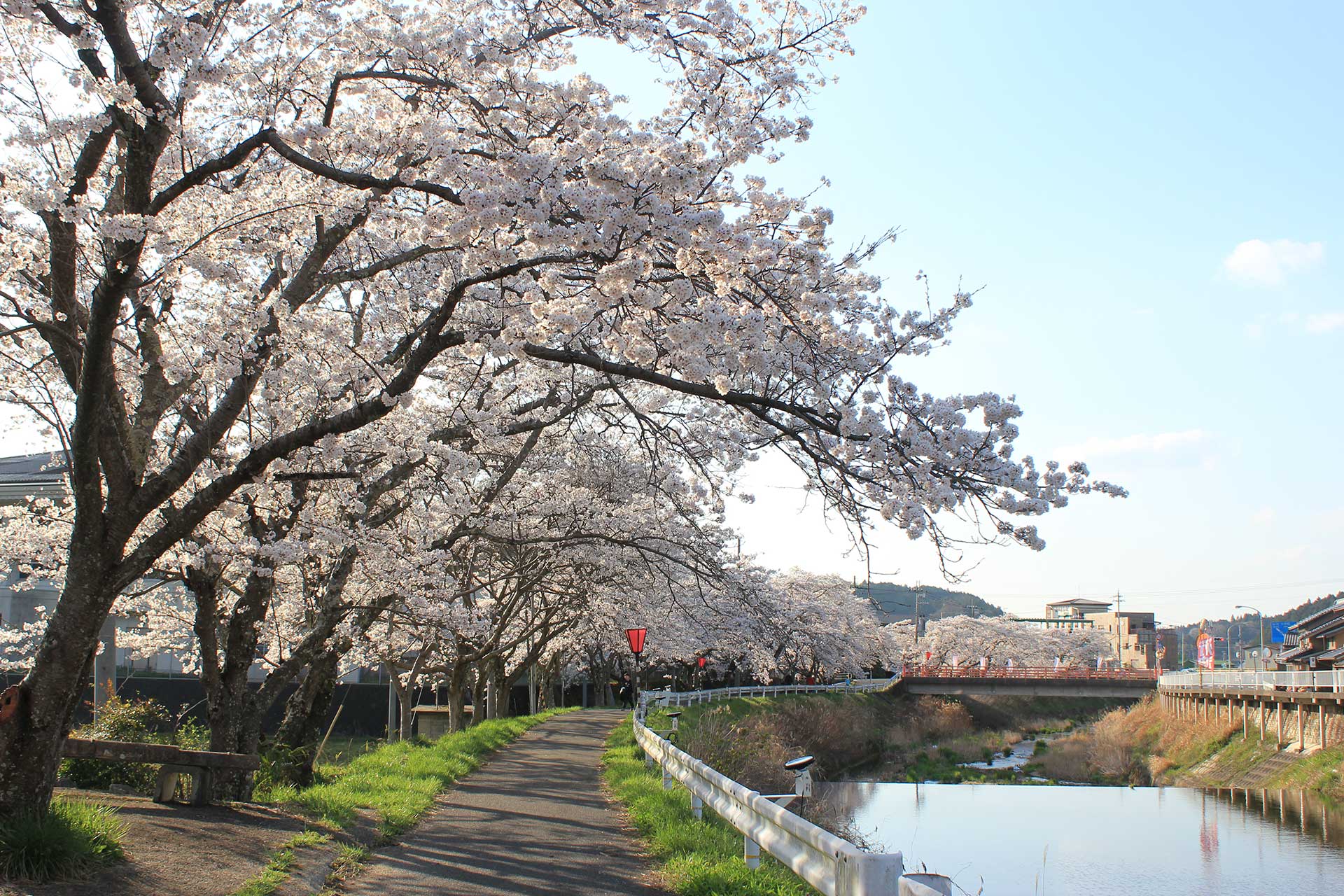 Mikumari Zakura / 水分桜