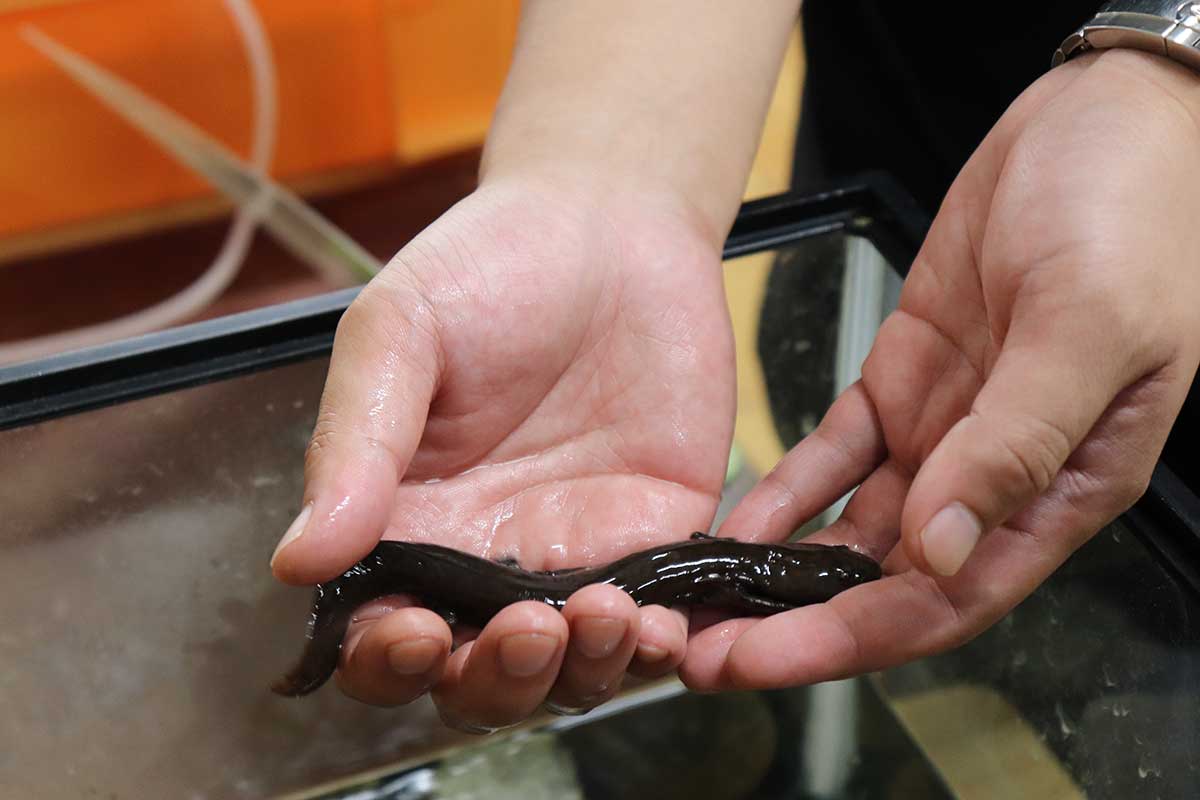 A baby salamander