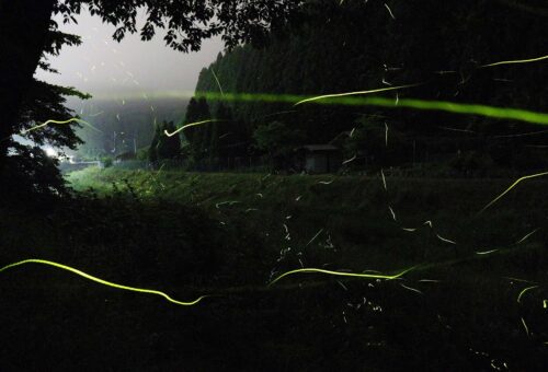 Fireflies / ホタル