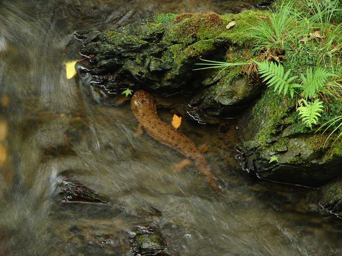 Giant salamander in the stream