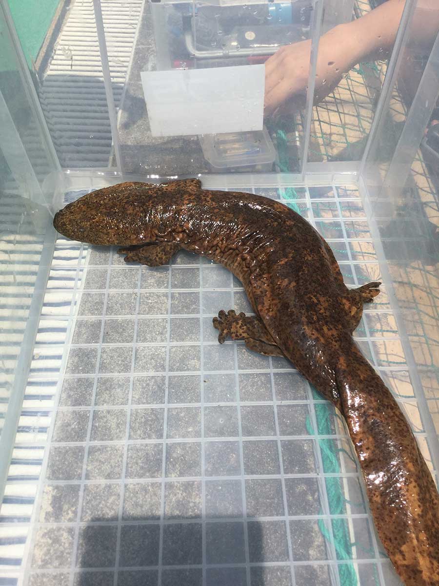 A salamander in a box