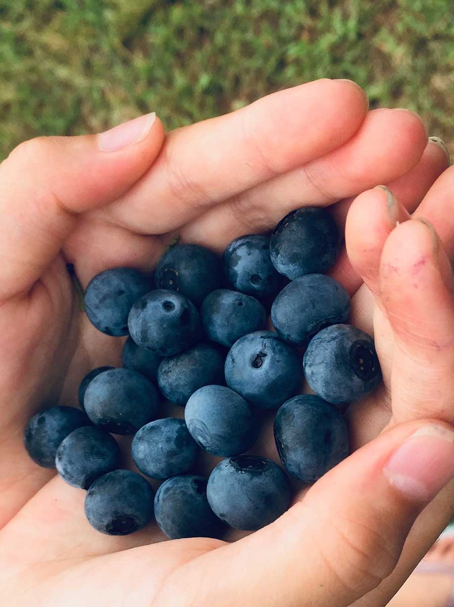 ettfalt-blueberries