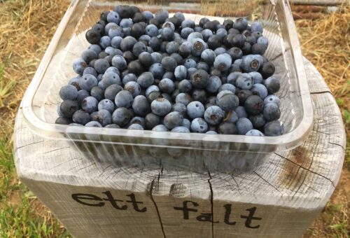 ettfalt-blueberries