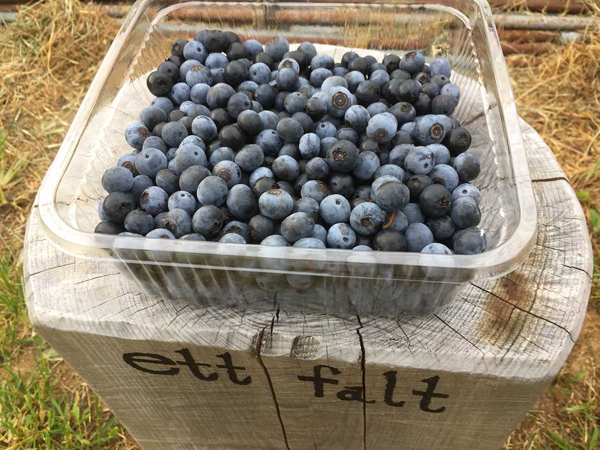 ettfalt-blueberries