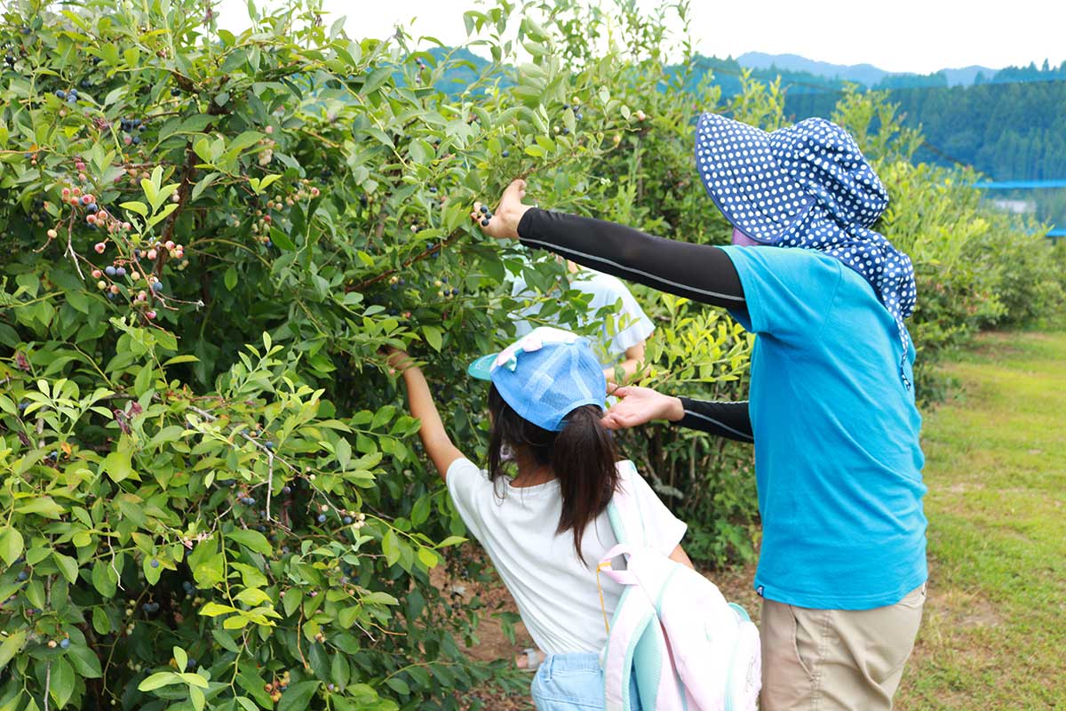 ettfalt-picking-blueberries