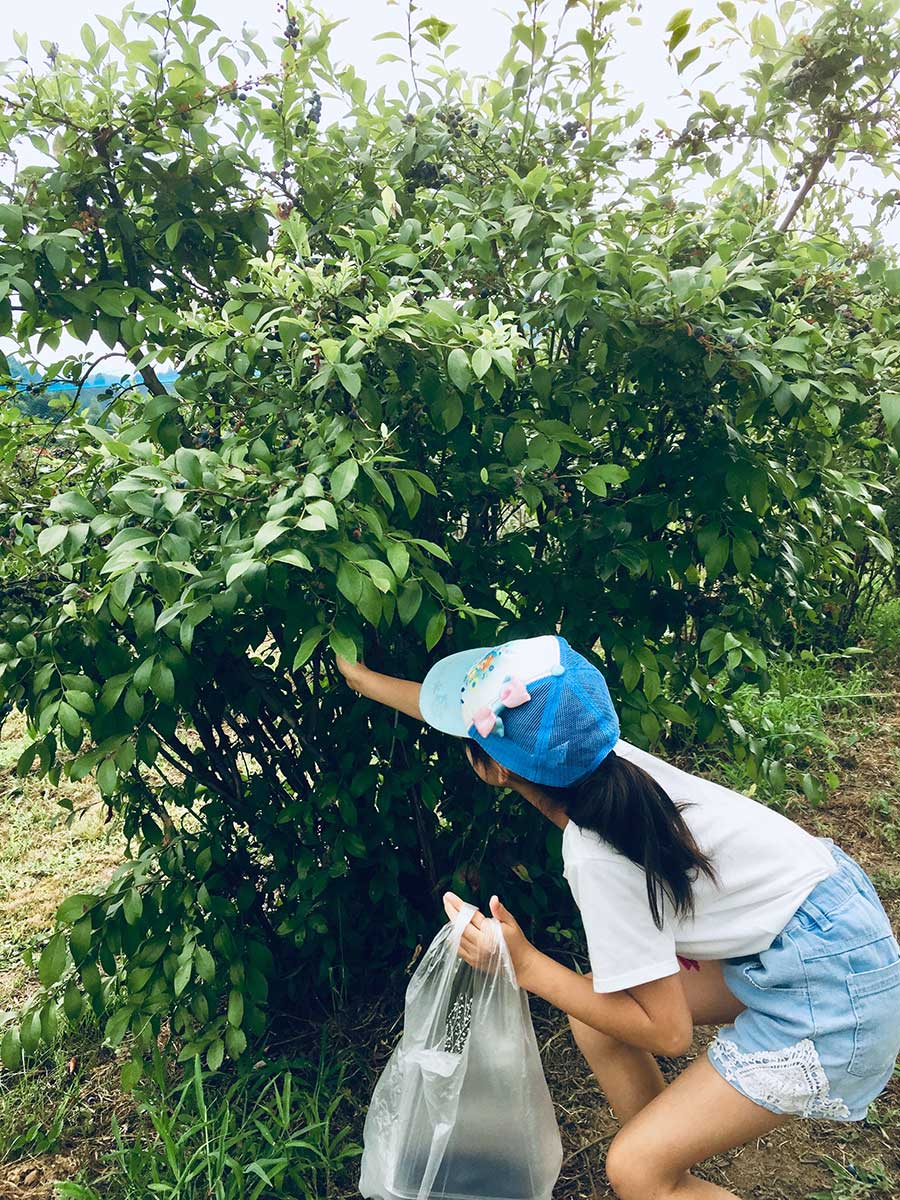 ettfalt-kid-picking-blueberries