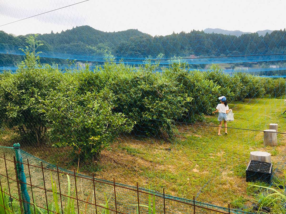 ettfalt-blueberry-farm