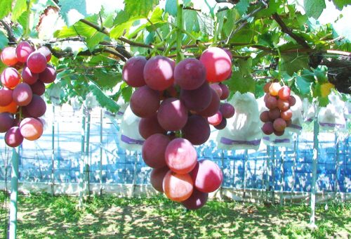 Grape picking at Shorenji