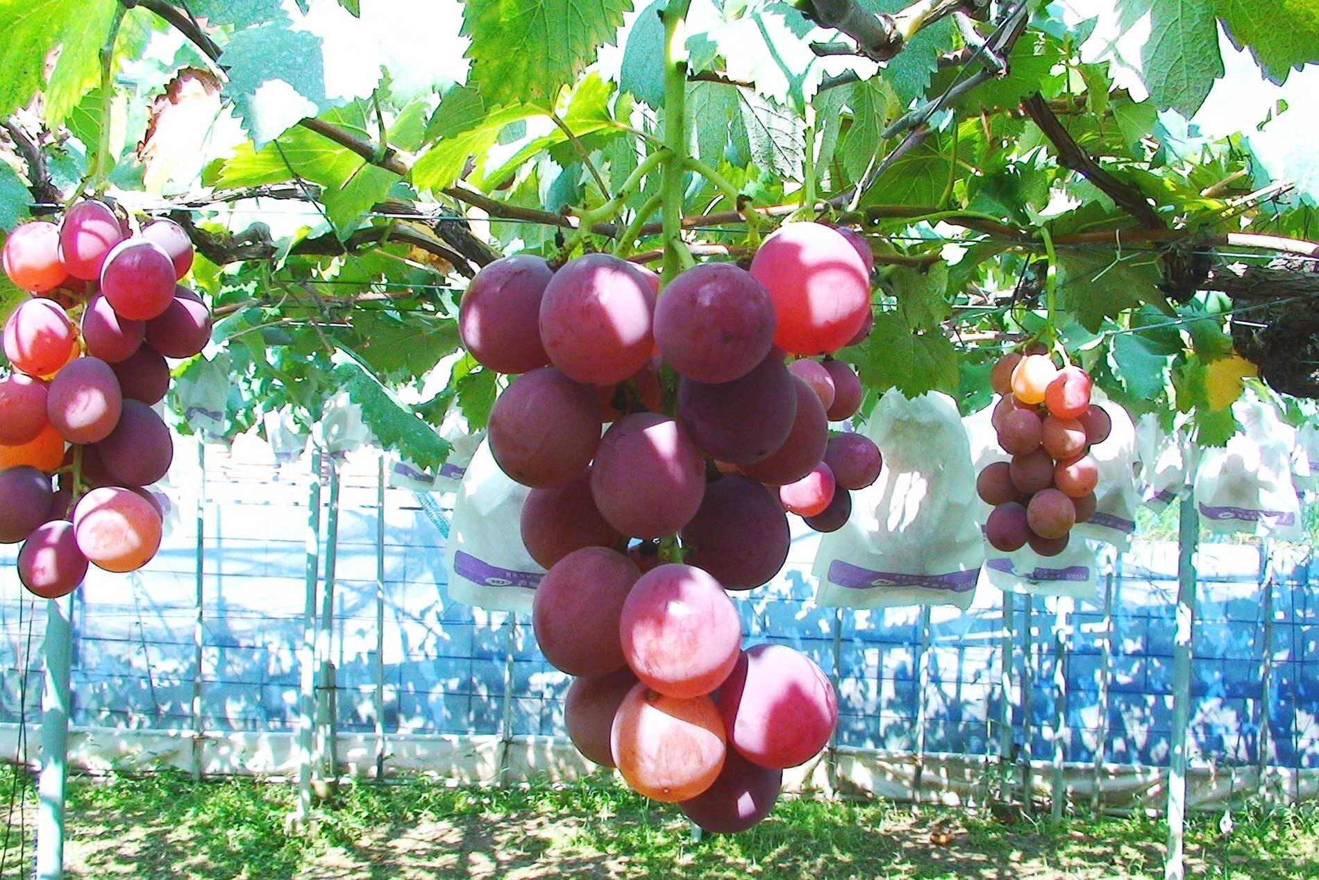 Grape picking at Shorenji