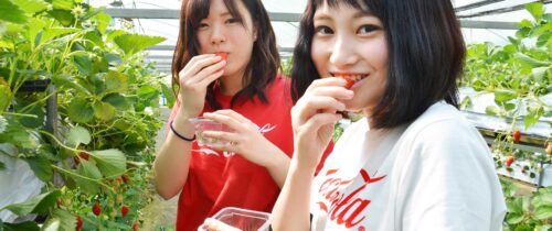 Strawberry picking at Shorenji