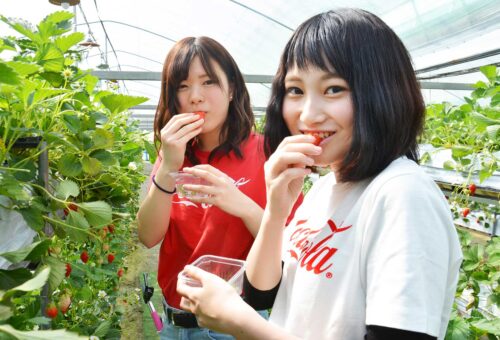 Strawberry picking at Shorenji