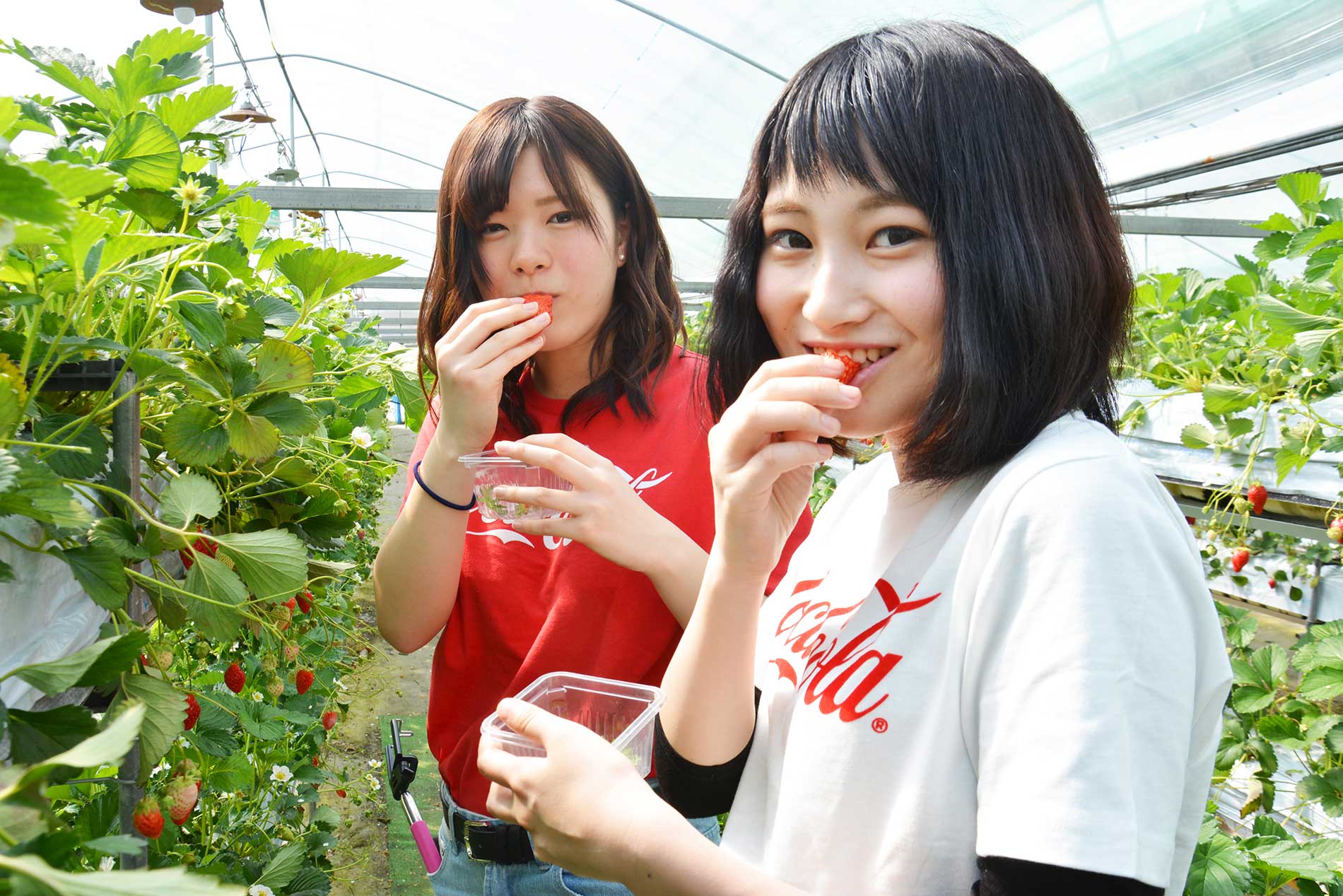 Strawberry picking at Shorenji