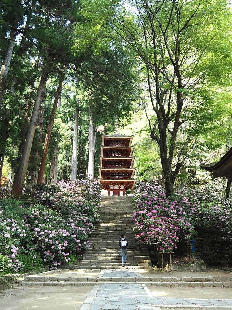 Murou-ji with rhododendrons / 室生寺とシャクナゲ