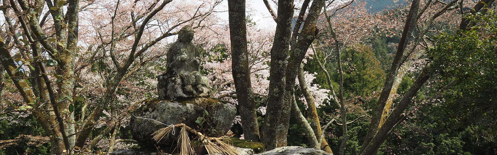 Cherry Blossoms in East Nara Nabari