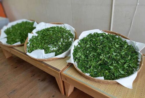 Tea leaves / 茶葉