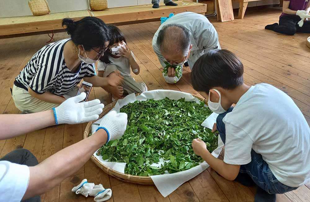 Processing tea / お茶づくり