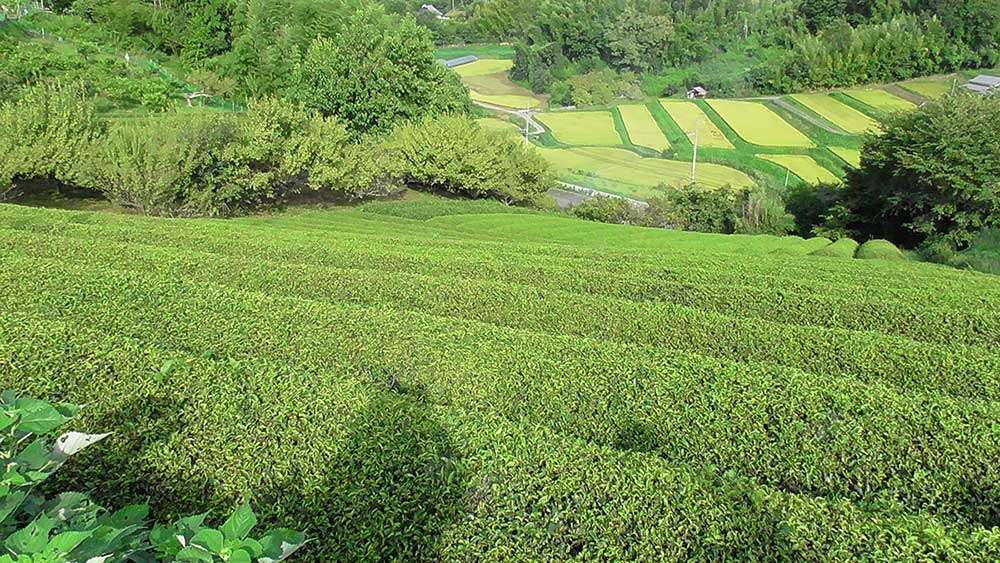 かすががーでんの前にひろがる茶畑 / Tea plantation in front of Kasuga Garden