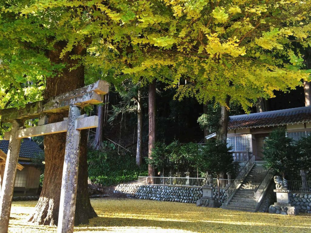 春日神社（土屋原）のラッパイチョウ / Ginkgo tree at Kasuga Shrine