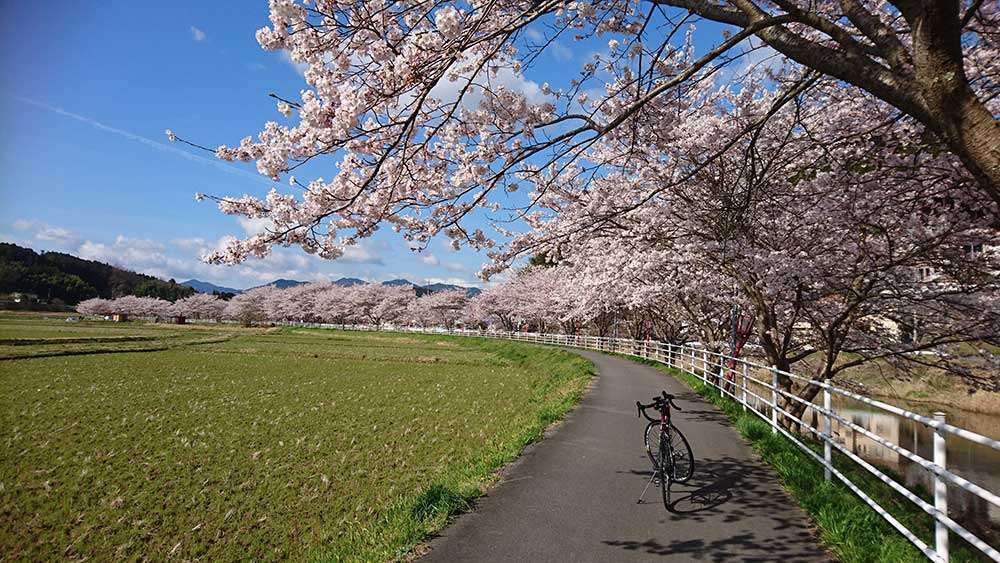 Cycling path in spring
