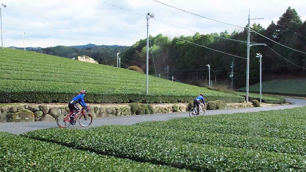 Tea plantation at Mt. Kono