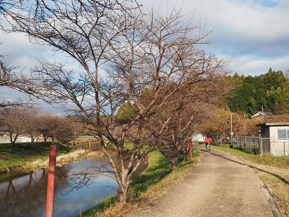 Cherry trees along the Uda River
