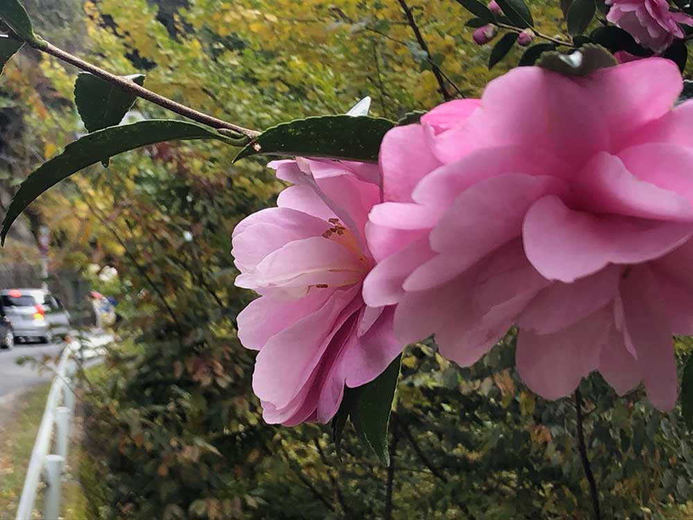 Camellia sasanqua