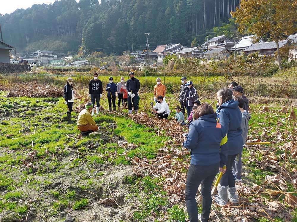 Lotus root field