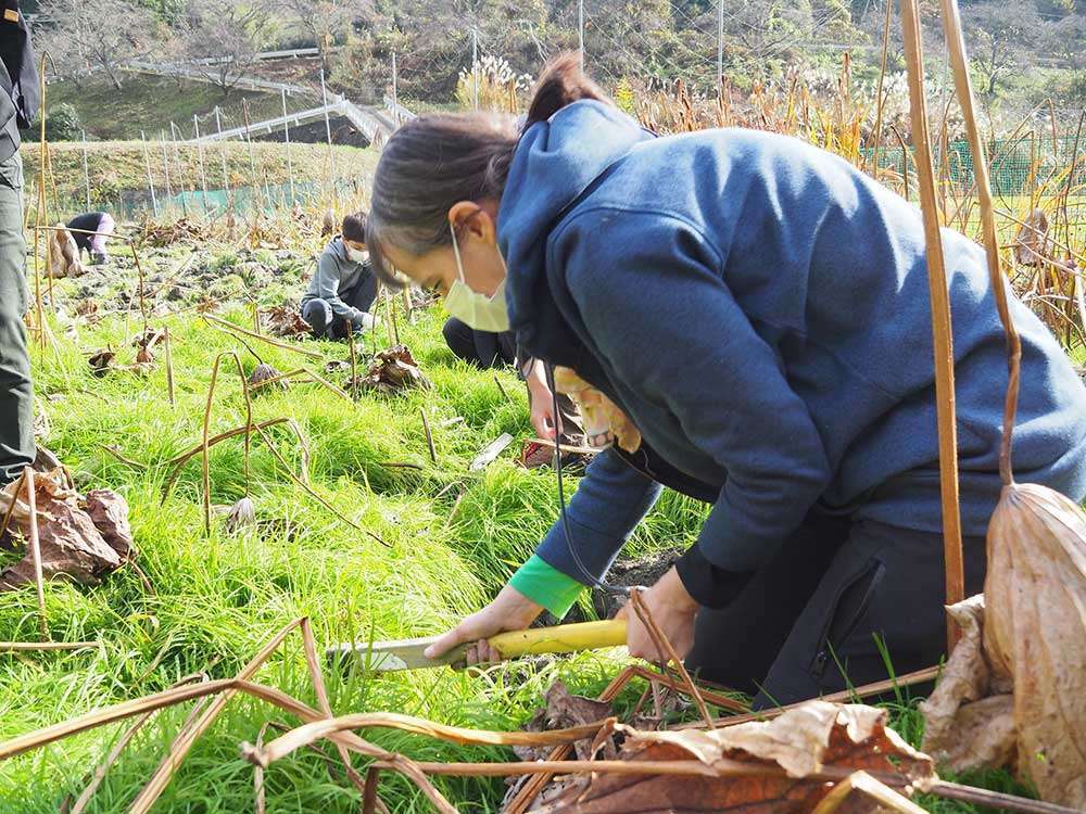 Digging lotus roots