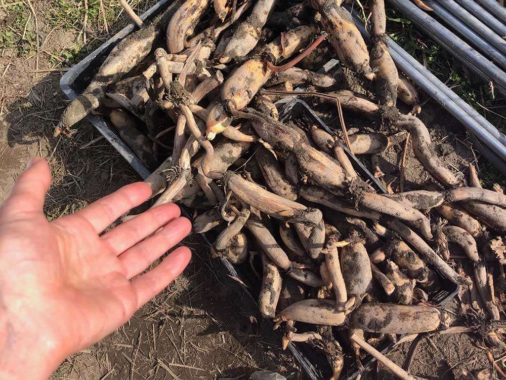 A box of lotus roots