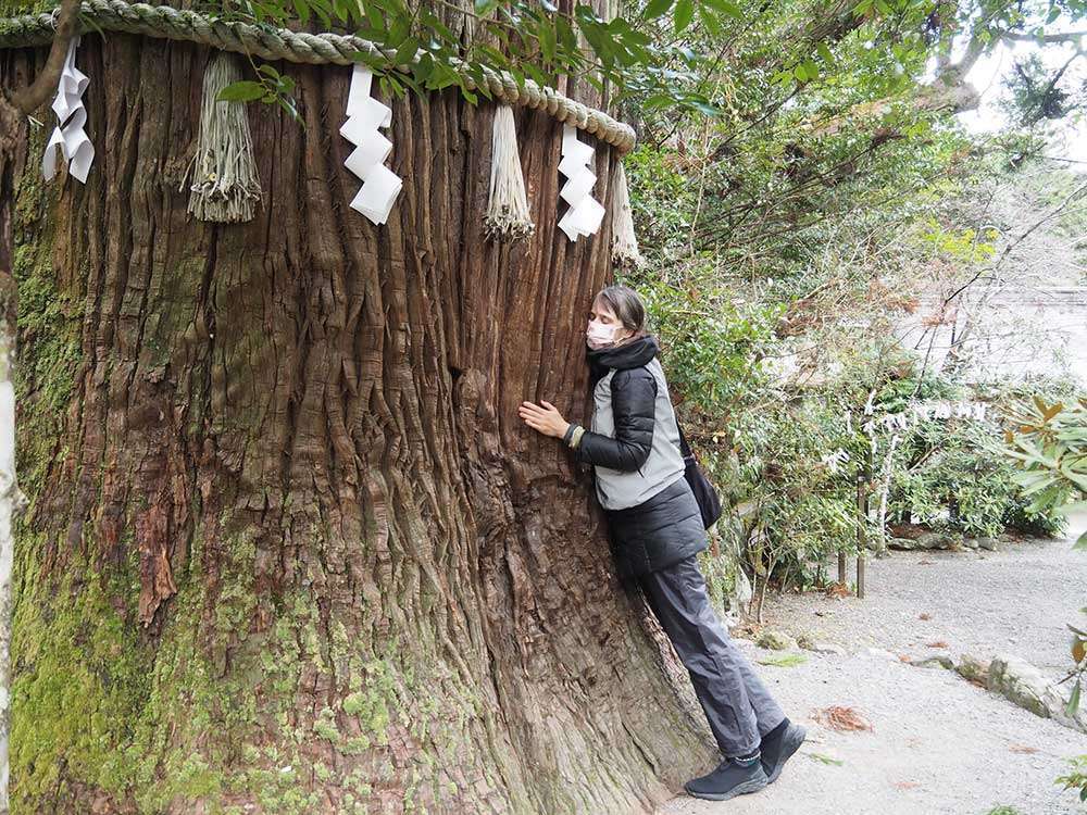 Sacred cedar tree