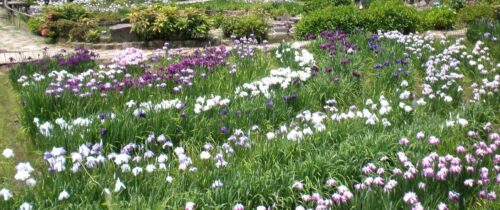 Takidani Iris Garden