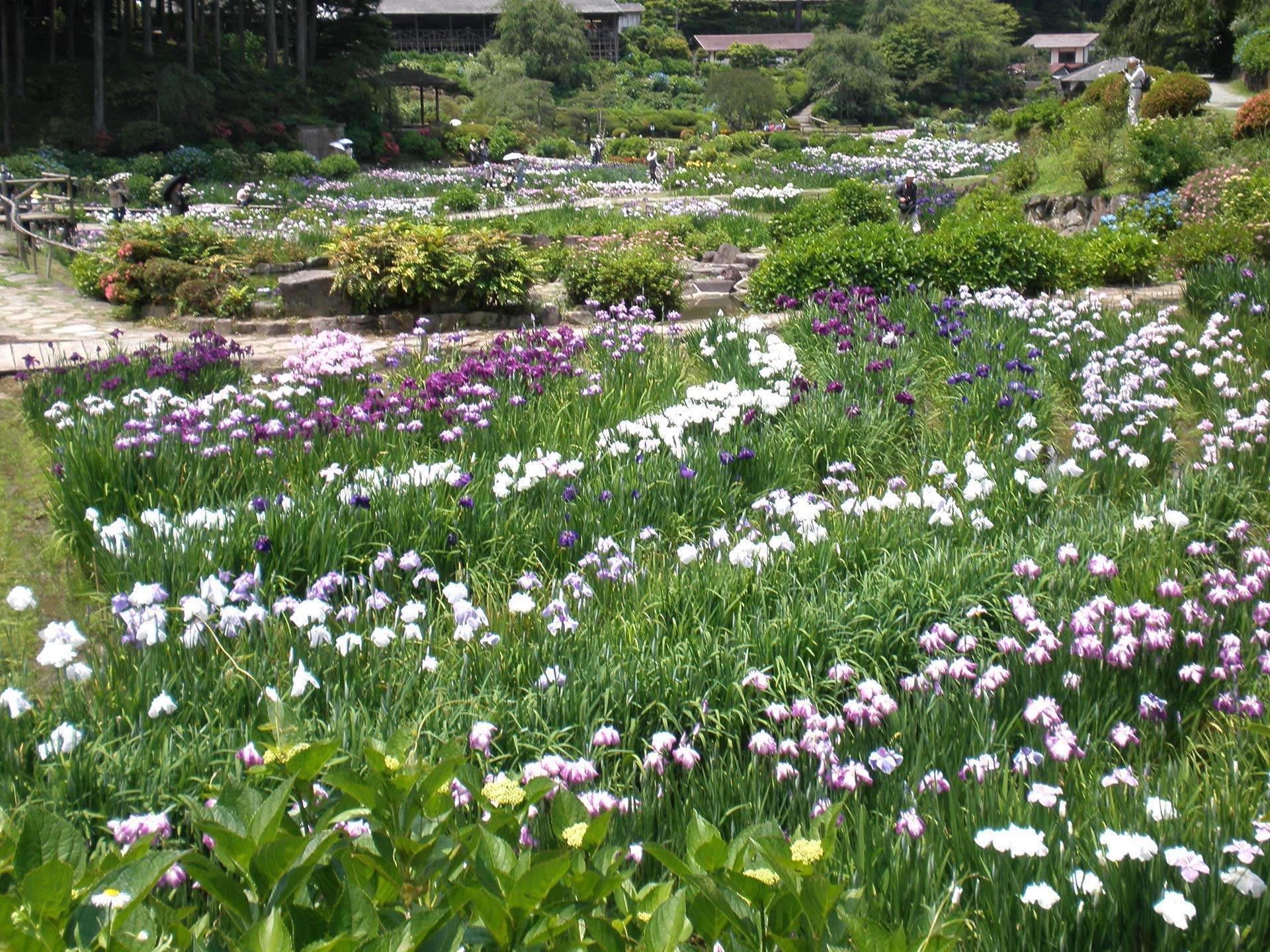 Takidani Iris Garden