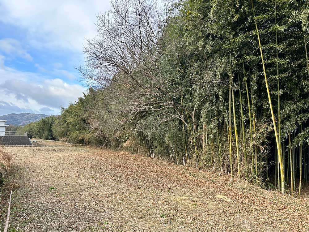 Bamboo forest