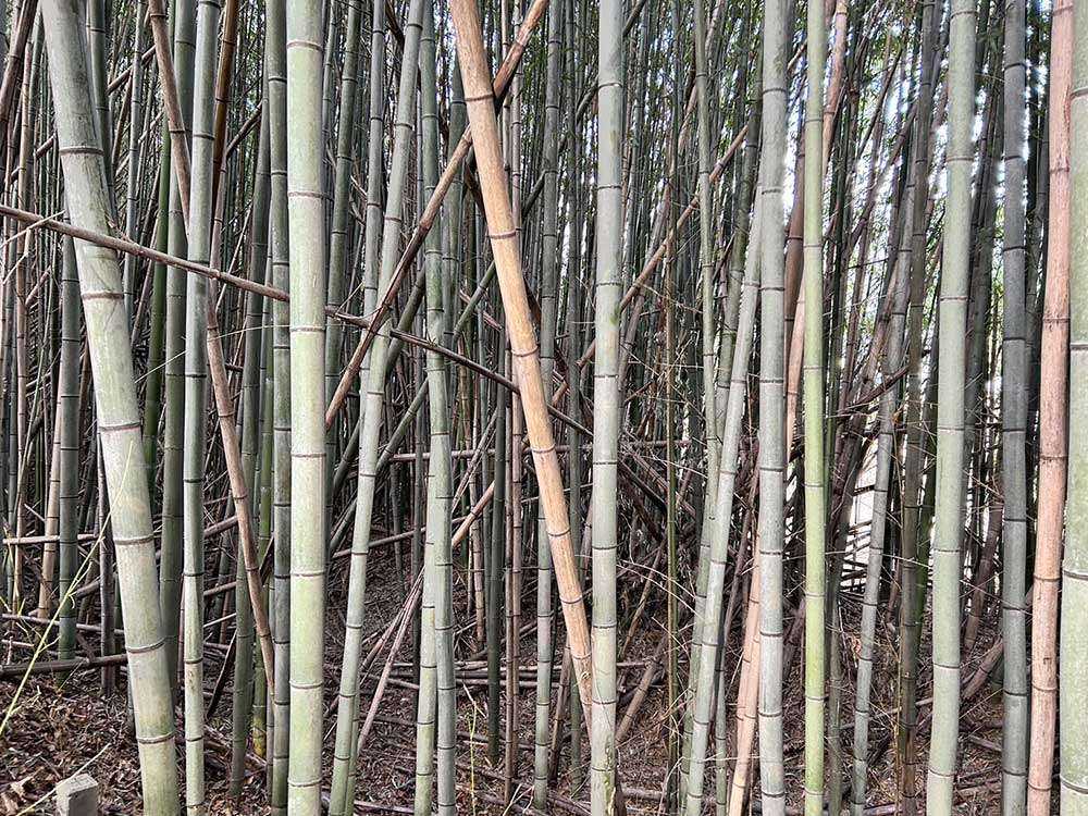 Bamboo forest