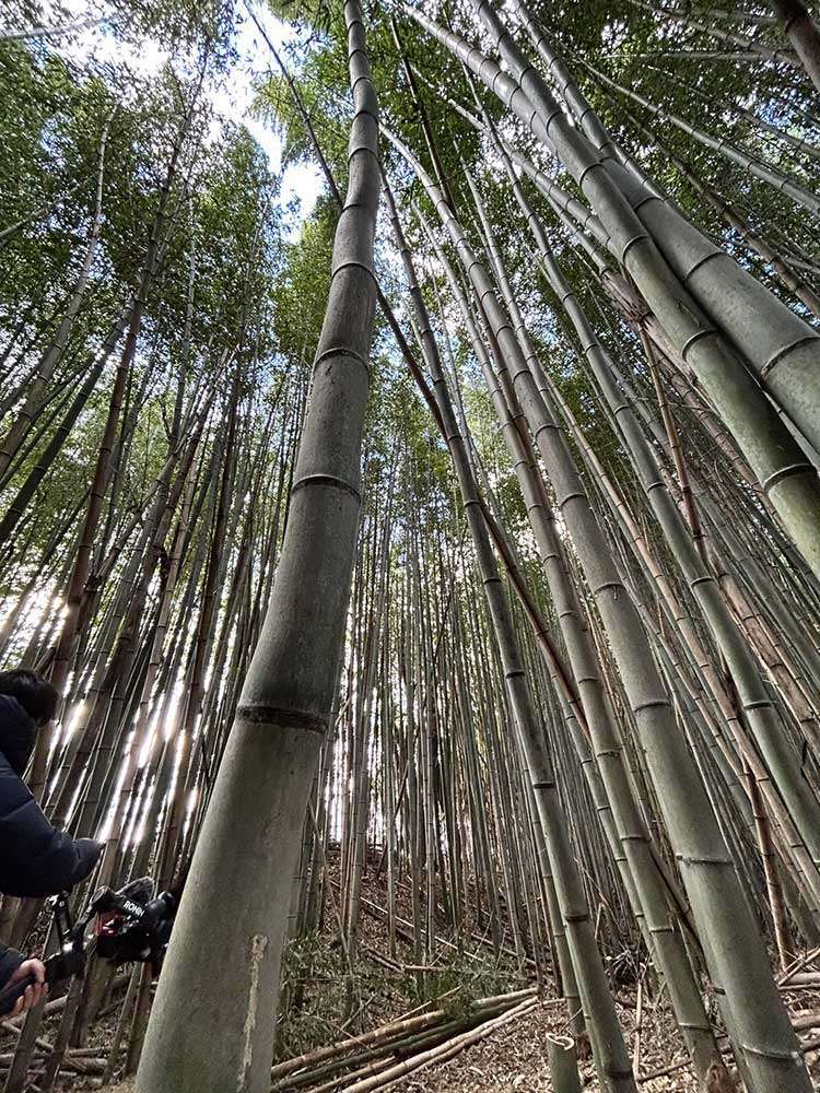 Bamboo forest