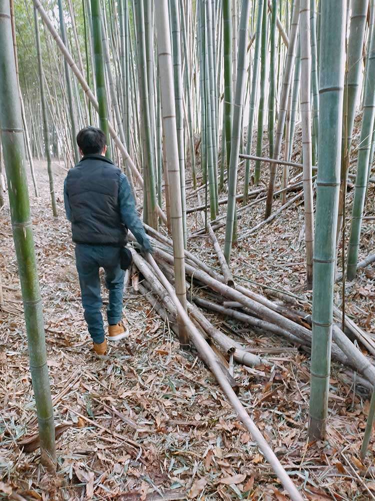 竹林に入る