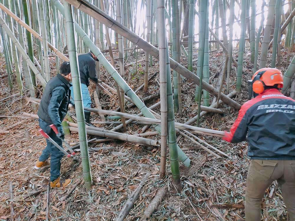 Placing dead and fallen bamboo